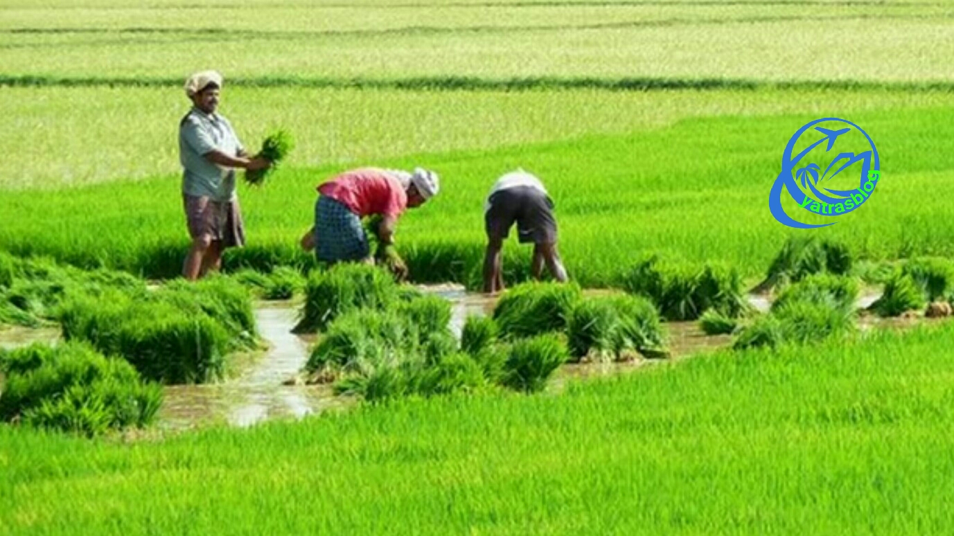 Kakinada-Paddy-Fields